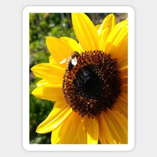 Sunflower and honeybee Sticker